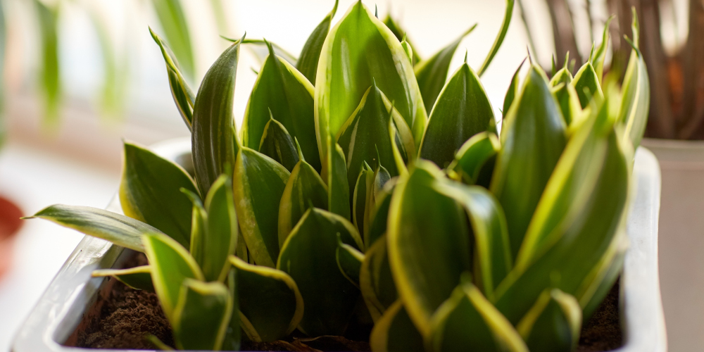 Mother-in-law's tongue plant for indoor decoration